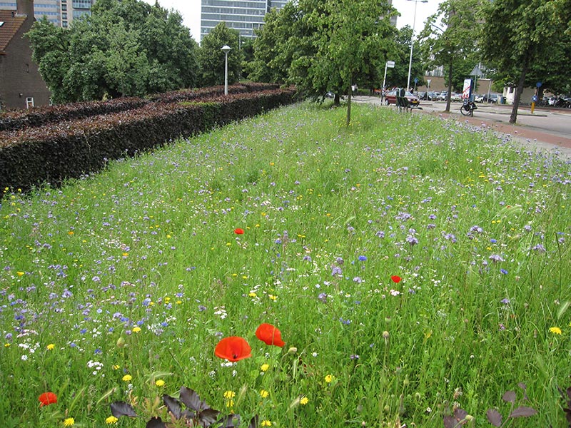 bloemen