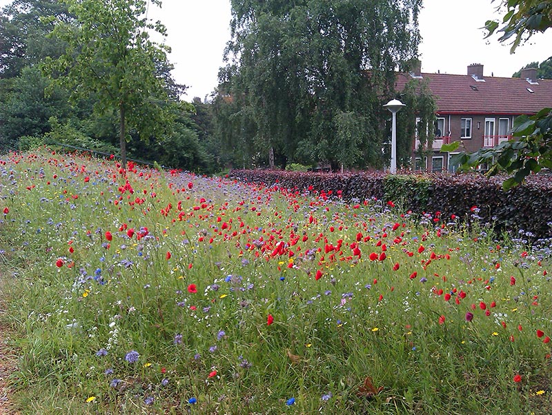 bloemen