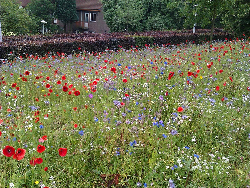 bloemen