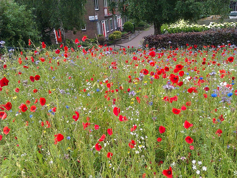 bloemen